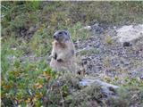 Passo Giau - Monte Formin